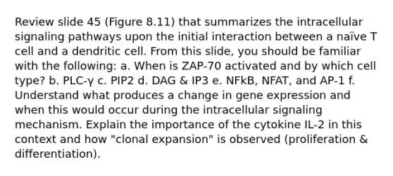 Review slide 45 (Figure 8.11) that summarizes the intracellular signaling pathways upon the initial interaction between a naïve T cell and a dendritic cell. From this slide, you should be familiar with the following: a. When is ZAP-70 activated and by which cell type? b. PLC-γ c. PIP2 d. DAG & IP3 e. NFkB, NFAT, and AP-1 f. Understand what produces a change in gene expression and when this would occur during the intracellular signaling mechanism. Explain the importance of the cytokine IL-2 in this context and how "clonal expansion" is observed (proliferation & differentiation).