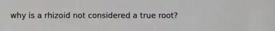 why is a rhizoid not considered a true root?