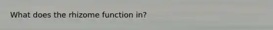 What does the rhizome function in?