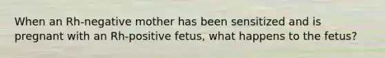 When an Rh-negative mother has been sensitized and is pregnant with an Rh-positive fetus, what happens to the fetus?