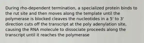 During rho-dependent termination, a specialized protein binds to the rut site and then moves along the template until the polymerase is blocked cleaves the nucleotides in a 5' to 3' direction cuts off the transcript at the poly adenylation site, causing the RNA molecule to dissociate proceeds along the transcript until it reaches the polymerase