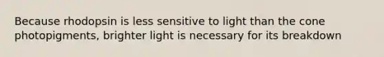 Because rhodopsin is less sensitive to light than the cone photopigments, brighter light is necessary for its breakdown