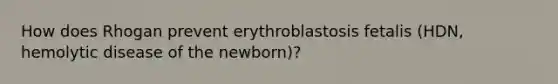 How does Rhogan prevent erythroblastosis fetalis (HDN, hemolytic disease of the newborn)?