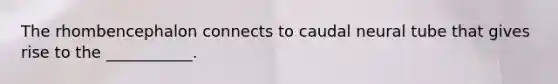 The rhombencephalon connects to caudal neural tube that gives rise to the ___________.