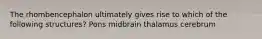 The rhombencephalon ultimately gives rise to which of the following structures? Pons midbrain thalamus cerebrum