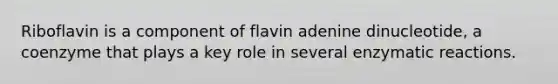 Riboflavin is a component of flavin adenine dinucleotide, a coenzyme that plays a key role in several enzymatic reactions.