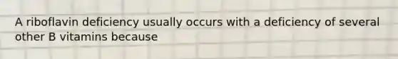 A riboflavin deficiency usually occurs with a deficiency of several other B vitamins because