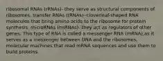 ribosomal RNAs (rRNAs)- they serve as structural components of ribosomes. transfer RNAs (tRNAs)- cloverleaf-shaped RNA molecules that bring amino acids to the ribosome for protein synthesis. microRNAs (miRNAs)- they act as regulators of other genes. This type of RNA is called a messenger RNA (mRNA),as it serves as a messenger between DNA and the ribosomes, molecular machines that read mRNA sequences and use them to build proteins.