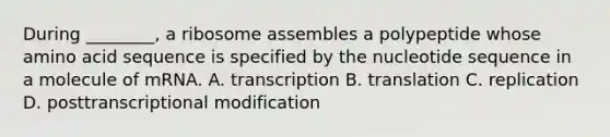 During ________, a ribosome assembles a polypeptide whose amino acid sequence is specified by the nucleotide sequence in a molecule of mRNA. A. transcription B. translation C. replication D. posttranscriptional modification