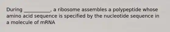 During ___________, a ribosome assembles a polypeptide whose amino acid sequence is specified by the nucleotide sequence in a molecule of mRNA