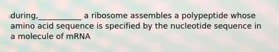 during,___________ a ribosome assembles a polypeptide whose amino acid sequence is specified by the nucleotide sequence in a molecule of mRNA