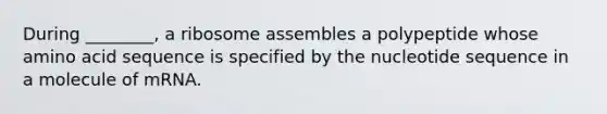 During ________, a ribosome assembles a polypeptide whose amino acid sequence is specified by the nucleotide sequence in a molecule of mRNA.