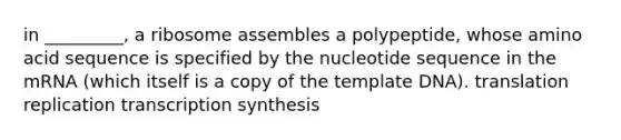 in _________, a ribosome assembles a polypeptide, whose amino acid sequence is specified by the nucleotide sequence in the mRNA (which itself is a copy of the template DNA). translation replication transcription synthesis