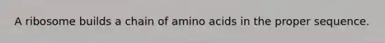 A ribosome builds a chain of amino acids in the proper sequence.