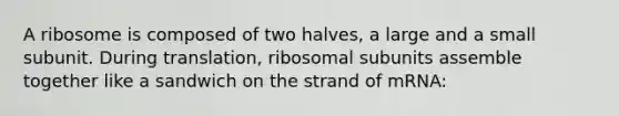 A ribosome is composed of two halves, a large and a small subunit. During translation, ribosomal subunits assemble together like a sandwich on the strand of mRNA: