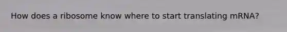 How does a ribosome know where to start translating mRNA?