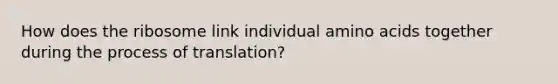 How does the ribosome link individual amino acids together during the process of translation?