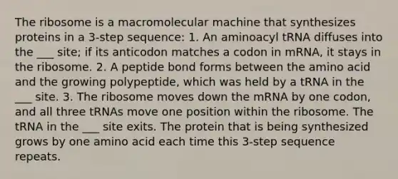 The ribosome is a macromolecular machine that synthesizes proteins in a 3-step sequence: 1. An aminoacyl tRNA diffuses into the ___ site; if its anticodon matches a codon in mRNA, it stays in the ribosome. 2. A peptide bond forms between the amino acid and the growing polypeptide, which was held by a tRNA in the ___ site. 3. The ribosome moves down the mRNA by one codon, and all three tRNAs move one position within the ribosome. The tRNA in the ___ site exits. The protein that is being synthesized grows by one amino acid each time this 3-step sequence repeats.