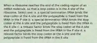 When a ribosome reaches the end of the coding region of an mRNA molecule, so that a stop codon is in the A site of the ribosome, Select one: a. a special termination tRNA binds the stop codon at the A site and the polypeptide is freed from the tRNA in the P site b. a special termination tRNA binds the stop codon at the A site and the polypeptide is freed from the tRNA in the E site c. a release factor binds the stop codon at the A site and the polypeptide is freed from the tRNA in the P site d. a release factor binds the stop codon at the A site and the polypeptide is freed from the tRNA in the E site