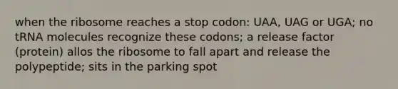 when the ribosome reaches a stop codon: UAA, UAG or UGA; no tRNA molecules recognize these codons; a release factor (protein) allos the ribosome to fall apart and release the polypeptide; sits in the parking spot