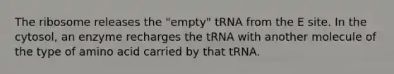 The ribosome releases the "empty" tRNA from the E site. In the cytosol, an enzyme recharges the tRNA with another molecule of the type of amino acid carried by that tRNA.