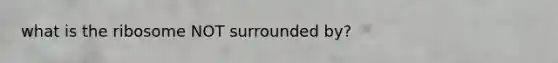 what is the ribosome NOT surrounded by?