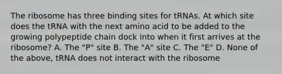 The ribosome has three binding sites for tRNAs. At which site does the tRNA with the next amino acid to be added to the growing polypeptide chain dock into when it first arrives at the ribosome? A. The "P" site B. The "A" site C. The "E" D. None of the above, tRNA does not interact with the ribosome