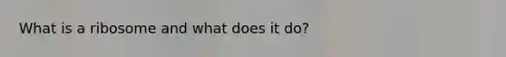 What is a ribosome and what does it do?