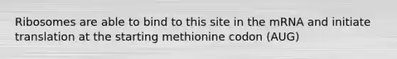 Ribosomes are able to bind to this site in the mRNA and initiate translation at the starting methionine codon (AUG)