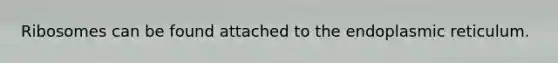 Ribosomes can be found attached to the endoplasmic reticulum.