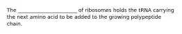 The _______________________ of ribosomes holds the tRNA carrying the next amino acid to be added to the growing polypeptide chain.