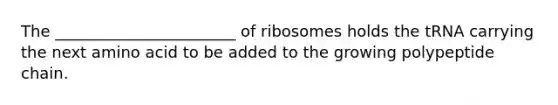 The _______________________ of ribosomes holds the tRNA carrying the next amino acid to be added to the growing polypeptide chain.