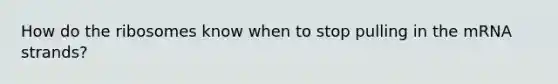 How do the ribosomes know when to stop pulling in the mRNA strands?