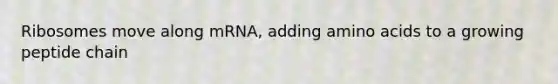 Ribosomes move along mRNA, adding <a href='https://www.questionai.com/knowledge/k9gb720LCl-amino-acids' class='anchor-knowledge'>amino acids</a> to a growing peptide chain