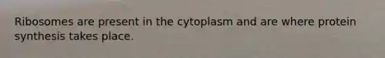 Ribosomes are present in the cytoplasm and are where <a href='https://www.questionai.com/knowledge/kVyphSdCnD-protein-synthesis' class='anchor-knowledge'>protein synthesis</a> takes place.