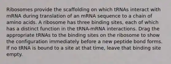 Ribosomes provide the scaffolding on which tRNAs interact with mRNA during translation of an mRNA sequence to a chain of amino acids. A ribosome has three binding sites, each of which has a distinct function in the tRNA-mRNA interactions. Drag the appropriate tRNAs to the binding sites on the ribosome to show the configuration immediately before a new peptide bond forms. If no tRNA is bound to a site at that time, leave that binding site empty.