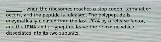 _______ - when the ribosomes reaches a stop codon, termination occurs, and the peptide is released. The polypeptide is enzymatically cleaved from the last tRNA by a release factor, and the tRNA and polypeptide leave the ribosome which dissociates into its two subunits.