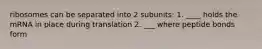 ribosomes can be separated into 2 subunits: 1. ____ holds the mRNA in place during translation 2. ___ where peptide bonds form