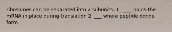 ribosomes can be separated into 2 subunits: 1. ____ holds the mRNA in place during translation 2. ___ where peptide bonds form