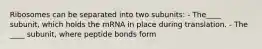 Ribosomes can be separated into two subunits: - The____ subunit, which holds the mRNA in place during translation. - The ____ subunit, where peptide bonds form