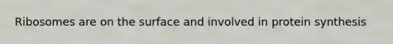 Ribosomes are on the surface and involved in protein synthesis