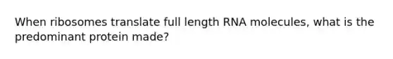 When ribosomes translate full length RNA molecules, what is the predominant protein made?