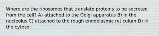 Where are the ribosomes that translate proteins to be secreted from the cell? A) attached to the Golgi apparatus B) in the nucleolus C) attached to the rough endoplasmic reticulum D) in the cytosol