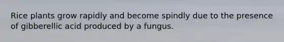 Rice plants grow rapidly and become spindly due to the presence of gibberellic acid produced by a fungus.