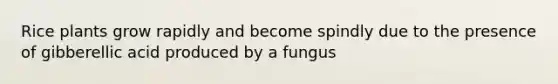 Rice plants grow rapidly and become spindly due to the presence of gibberellic acid produced by a fungus