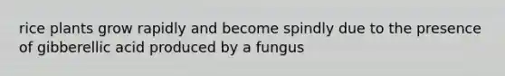 rice plants grow rapidly and become spindly due to the presence of gibberellic acid produced by a fungus