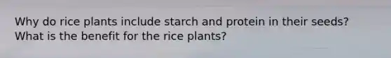 Why do rice plants include starch and protein in their seeds? What is the benefit for the rice plants?