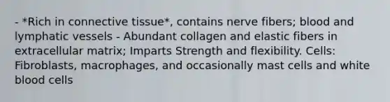 - *Rich in connective tissue*, contains nerve fibers; blood and lymphatic vessels - Abundant collagen and elastic fibers in extracellular matrix; Imparts Strength and flexibility. Cells: Fibroblasts, macrophages, and occasionally mast cells and white blood cells