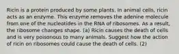 Ricin is a protein produced by some plants. In animal cells, ricin acts as an enzyme. This enzyme removes the adenine molecule from one of the nucleotides in the RNA of ribosomes. As a result, the ribosome changes shape. (a) Ricin causes the death of cells and is very poisonous to many animals. Suggest how the action of ricin on ribosomes could cause the death of cells. (2)