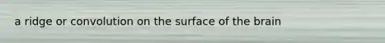 a ridge or convolution on the surface of the brain